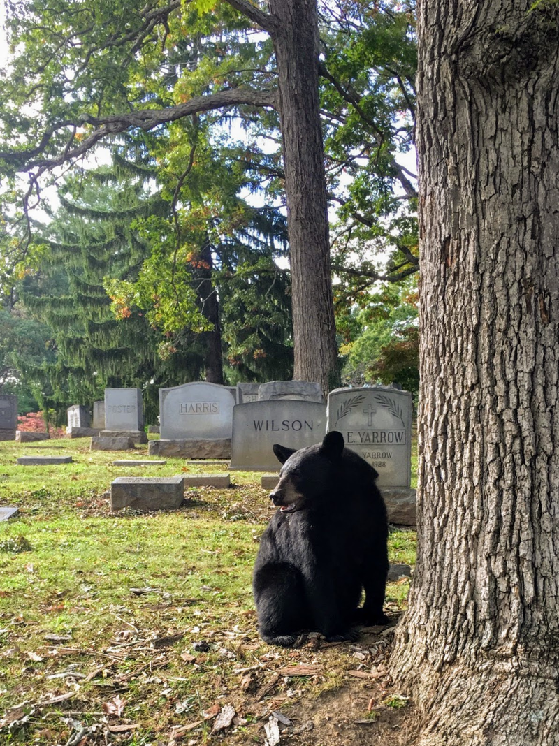 Illustration for article titled Goth Bear Is Ready For Halloween